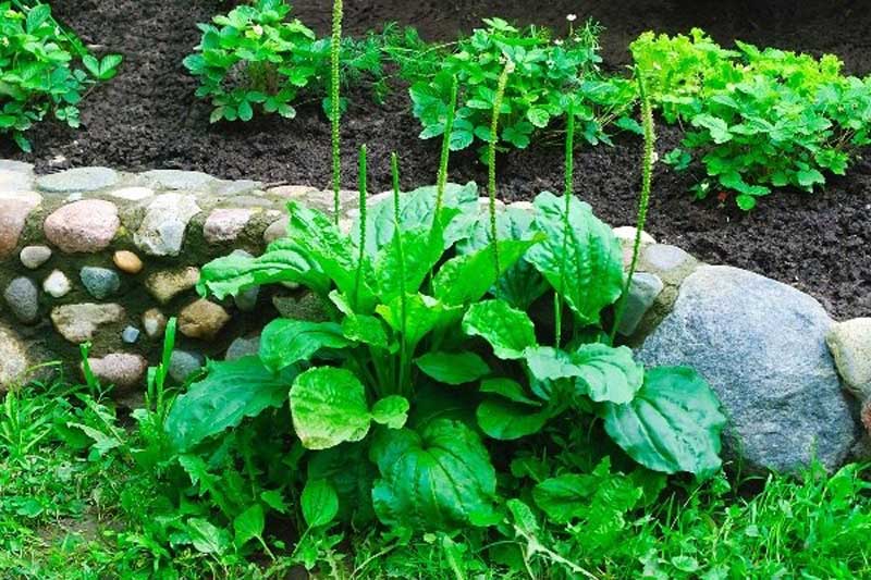 Ở Việt Nam, lá mã đề non được chế biến thành nhiều món ăn độc đáo