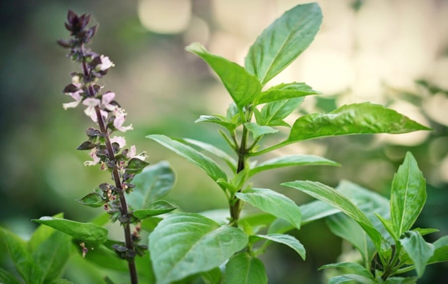 Mùi húng quế có rất nhiều tác dụng