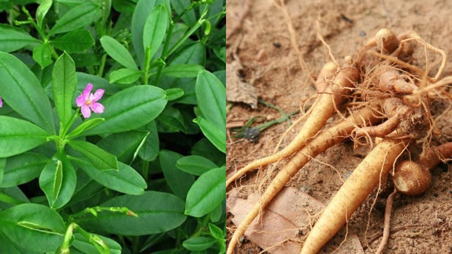 Sâm đất nhiều công dụng