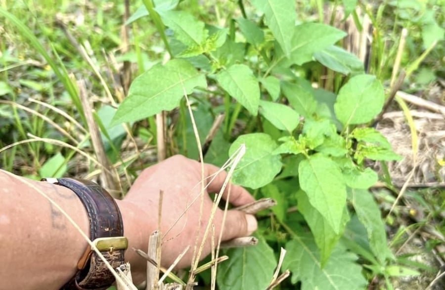 Y học cổ truyền coi đây là loại cây thuốc nam quý giá, mang lại rất nhiều lợi ích cho người sử dụng.