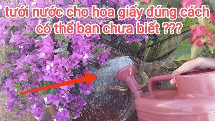 Bây giờ là lúc tưới hoa giấy, dùng nước này hoa giấy bung nở rực rỡ đúng dịp Tết Ất Tỵ