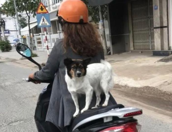 Từ 2025, người điều kiển xe máy không được dẫn dắt vật nuôi, để chó, mèo đứng hoặc ngồi ở phía sau. Ảnh minh họa