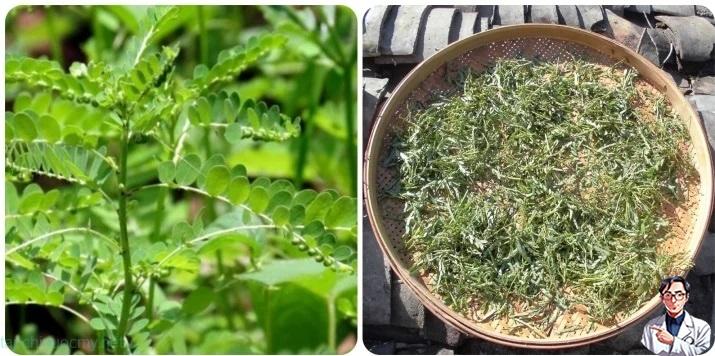 Dung bo qua tac dung it ai biet cua cay cho de rang cua hinh anh 1