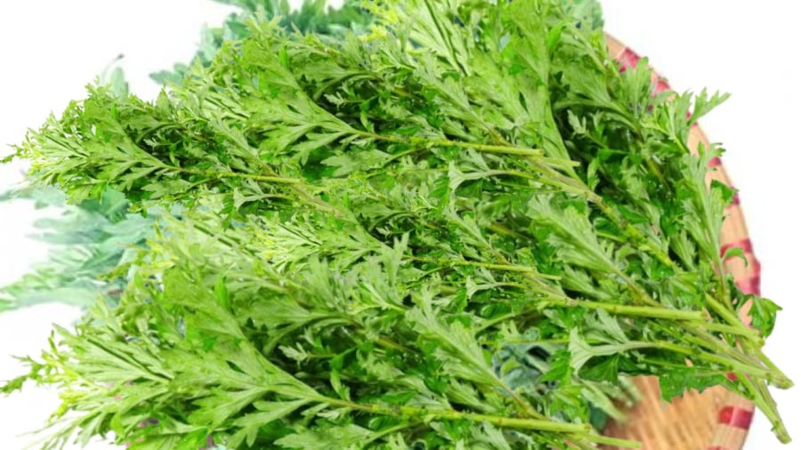 Ngải cứu có ý nghĩa phong thủy và công dụng trị bệnh