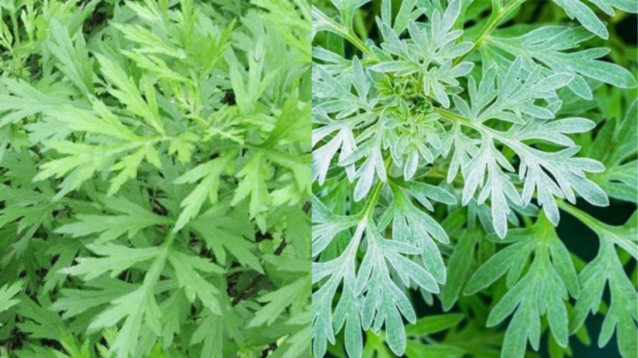 Rau ngải cứu là loại rau thuần dương mang ý nghĩa trừ tà