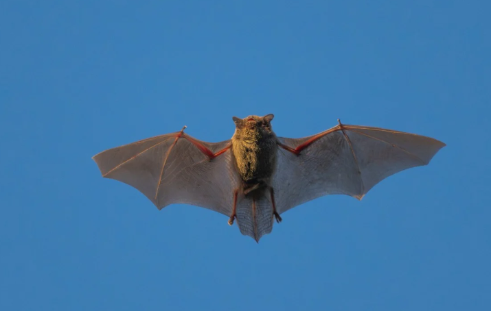 Nhóm nghiên cứu Trung Quốc phát hiện ra loại virus corona mới ở dơi có thể lây nhiễm cho người theo cùng con đường như Covid-19