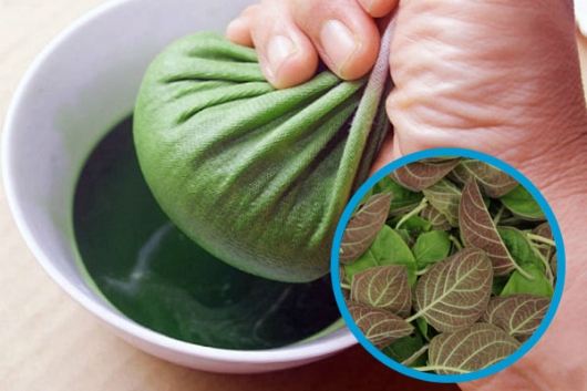 Loại lá mọc ở bờ tường, bờ bụi được coi là "linh hồn" khi ăn kèm thịt chó, có 21 công dụng tuyệt vời - Ảnh 5.