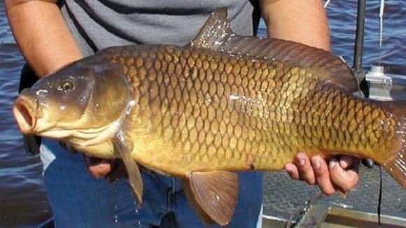 Theo Đông y, cá chép có vị ngọt, tính bình, giàu protein và vitamin.