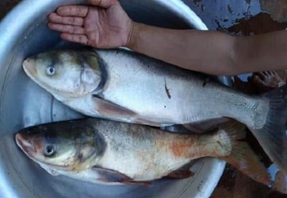 Cá mè hoa là một loại cá dân dã, giá rẻ nhưng có giá trị dinh dưỡng cao.