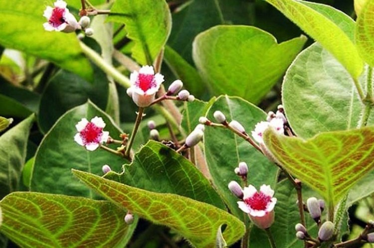 Loại lá mọc ở bờ tường, bờ bụi được coi là "linh hồn" khi ăn kèm thịt chó, có 21 công dụng tuyệt vời - Ảnh 1.