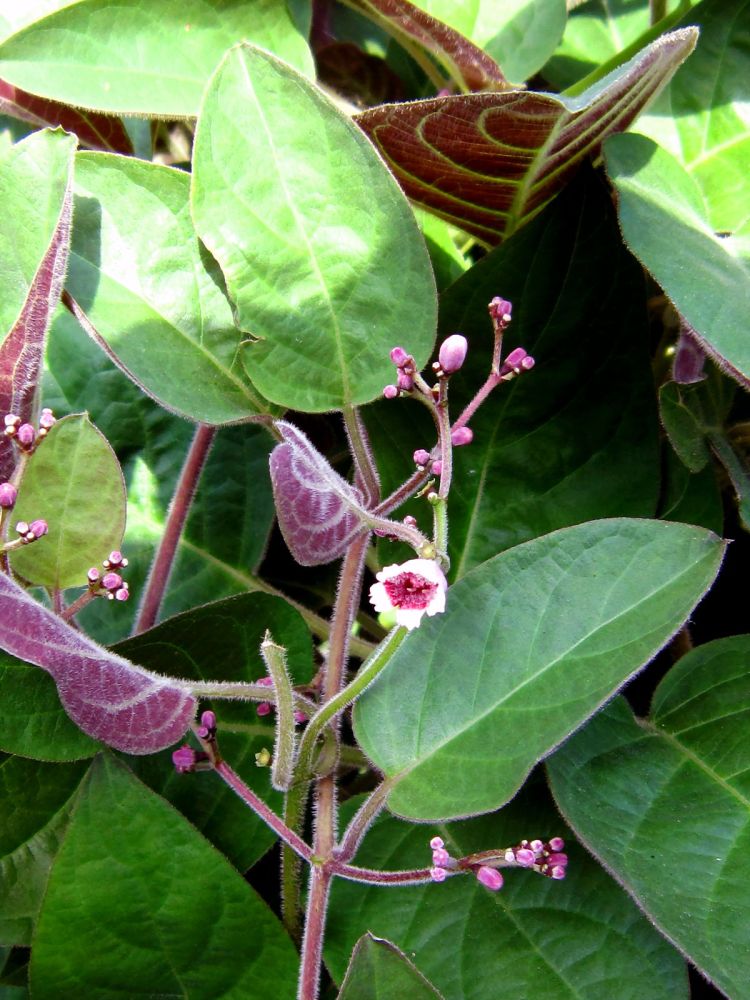 Loại lá mọc ở bờ tường, bờ bụi được coi là "linh hồn" khi ăn kèm thịt chó, có 21 công dụng tuyệt vời - Ảnh 6.