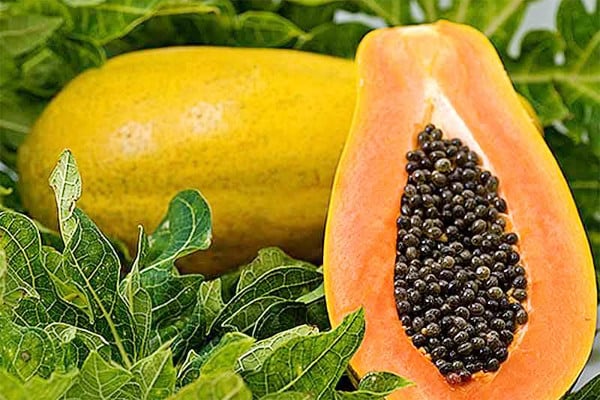 Theo nghiên cứu, đu đủ còn có tác dụng giảm viêm, cải thiện sức khỏe xương khớp nhờ hàm lượng beta-carotene và các chất chống oxy hóa dồi dào