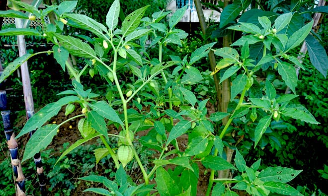 150270879115573-thuoc-1-