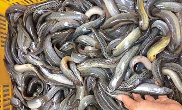 Theo y học cổ truyền, cá chạch là vị thuốc quý có công dụng bổ khí, tăng sức bền và phục hồi thể lực – nhất là với nam giới. 