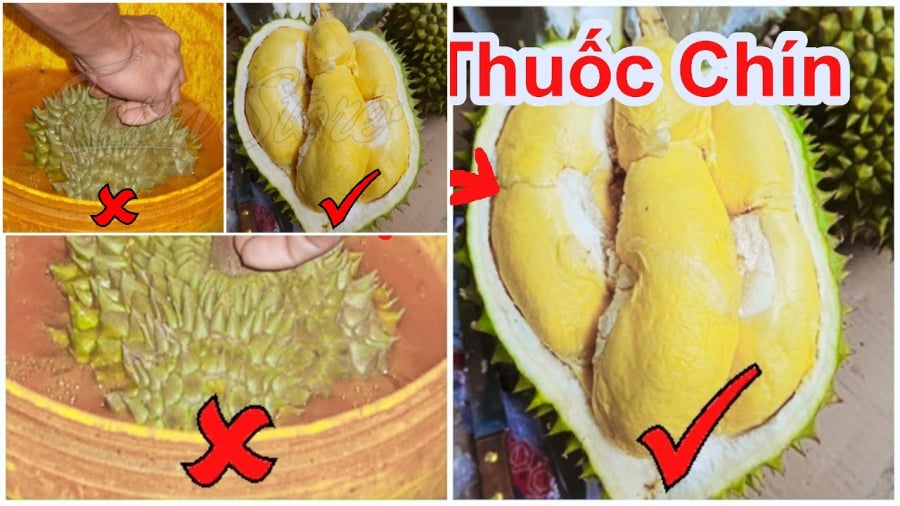 Sầu riêng là loại trái cây có giá trị kinh tế cao, nhưng cũng dễ bị thương lái “làm màu”. 