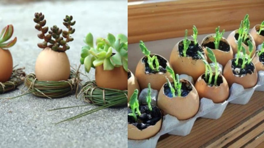 Vỏ trứng có nhiều công dụng