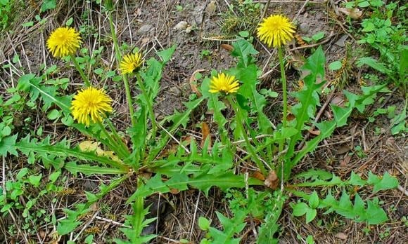 Bồ công anh giúp tăng cường hoạt động của gan bằng cách kích thích quá trình tiết mật và hỗ trợ tiêu hóa.