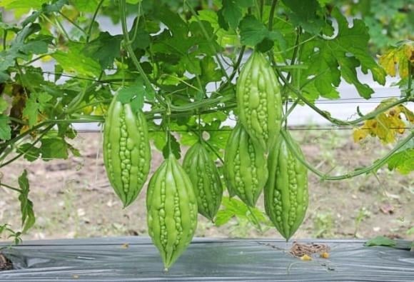 Khổ qua (hay mướp đắng, gọi là Goya trong tiếng Okinawa) là một trong những thực phẩm cốt lõi trong chế độ ăn giàu dưỡng chất của người dân Okinawa – nơi nổi tiếng với tỉ lệ người sống thọ hàng đầu thế giới. 