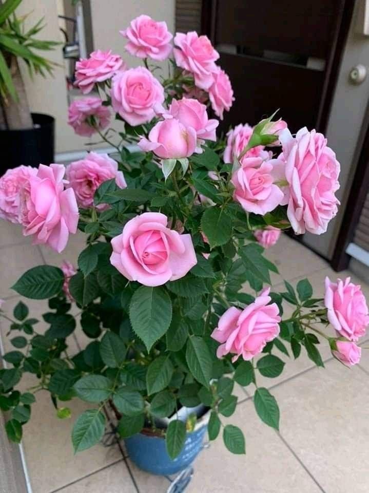 Vỏ trứng giúp cây cảnh phát triển tốt hơn