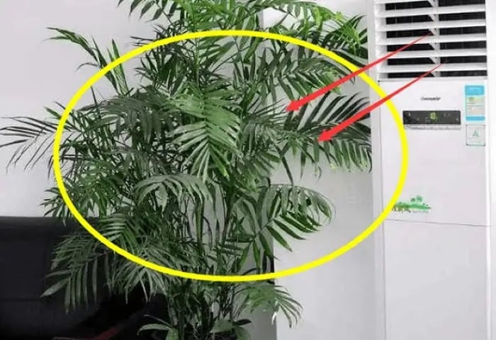 Không nên đặt cây xanh ngay dưới điều hòa, để gió lạnh thổi trực tiếp vào cây. (Ảnh minh họa)