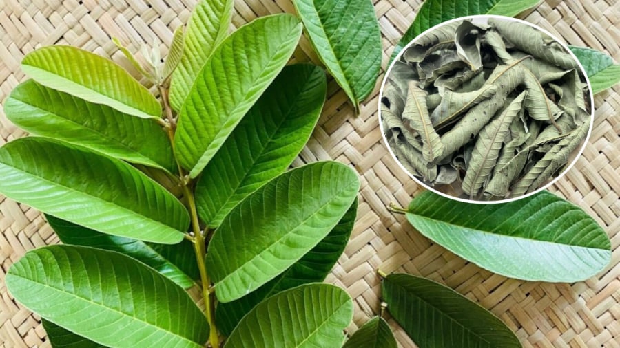 Lá ổi mang lại rất nhiều lợi ích cho sức khỏe.