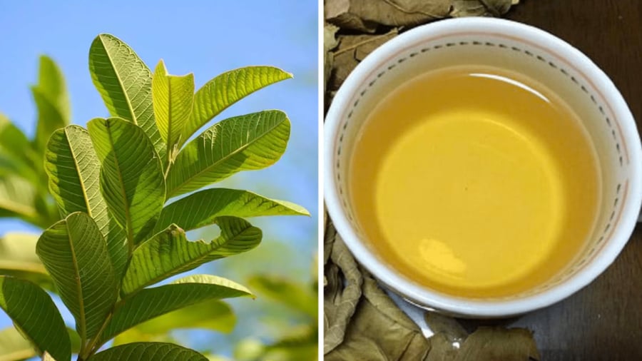 Bạn có thể đun nước lá ổi để uống như một loại trà.