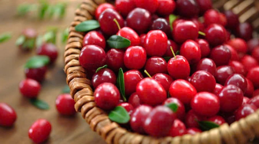 Nam việt quất được cho là có khả năng hỗ trợ làm chậm tiến trình của bệnh thận mạn tính ở những đối tượng có nguy cơ cao.