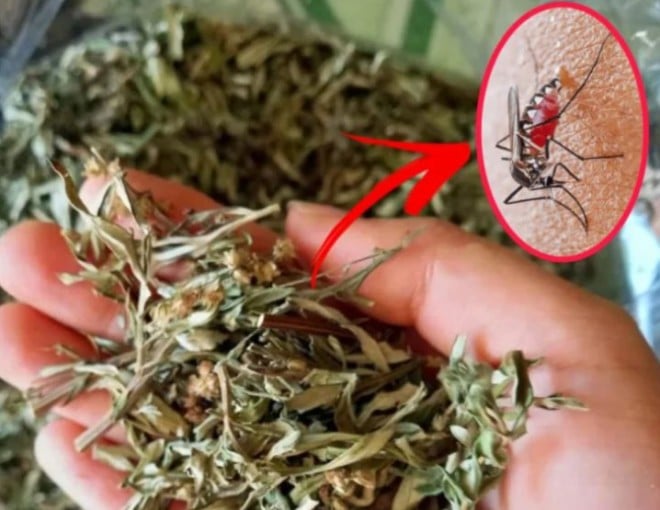 mua-he-nhieu-nguoi-hay-treo-tui-ngai-cuu-dau-giuong-biet-ly-do-toi-lien-hoc-theo-ava-1714987745-369-width660height510