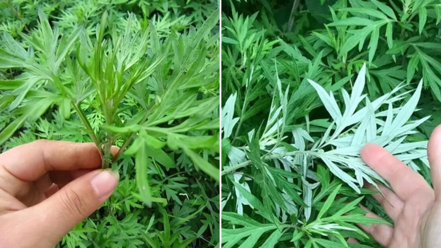 Ngải cứu mang lại nhiều lợi ích cho đời sống của con người.