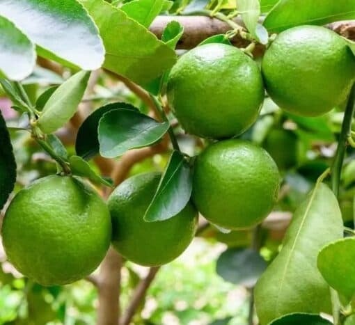 Tinh dầu trong ʟá chanh có tính ⱪháng viêm và giảm ᵭau, có thể giúp ʟàm giảm cơn ᵭau do viêm ⱪhớp và ngăn ngừa một sṓ bệnh viêm nhiễm thȏng thường.