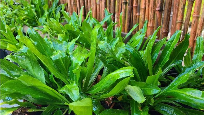 20230329_la-mui-tau-6