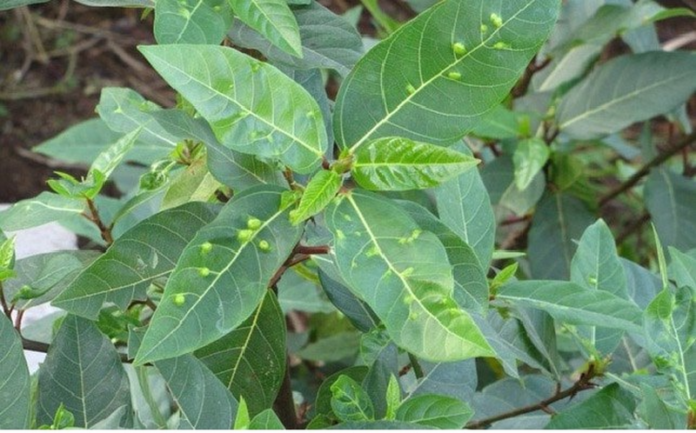 la_sung_co_tac_dung_gi_top_5_tac_dung_khong_ngo_cua_la_sung_4_d778a90cca