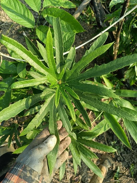 484149962_122225778686233392_580