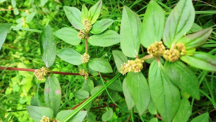 co-sua-la-lon-cong-dung-lieu-dung-va-luu-y-khi-su-dung-7