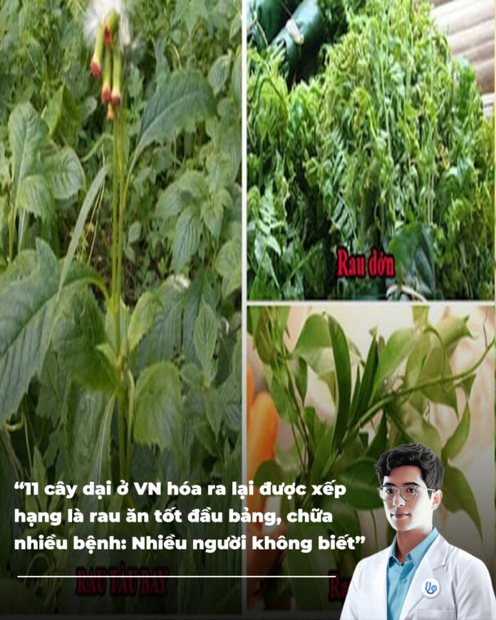 11 cây dại ở VN hóa ra lại được xếp hạng là rau ăn tốt đầu bảng, chữa nhiều bệnh Nhiều người không biết