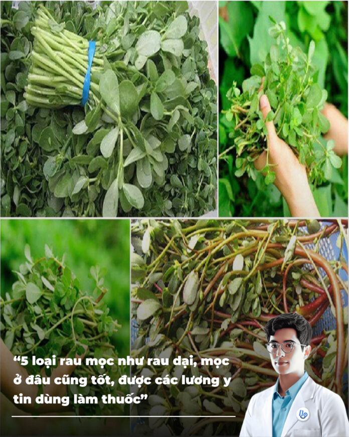 5 loại rau mọc như rau dại, mọc ở đâu cũng tốt, được các lương y tin dùng làm thuốc