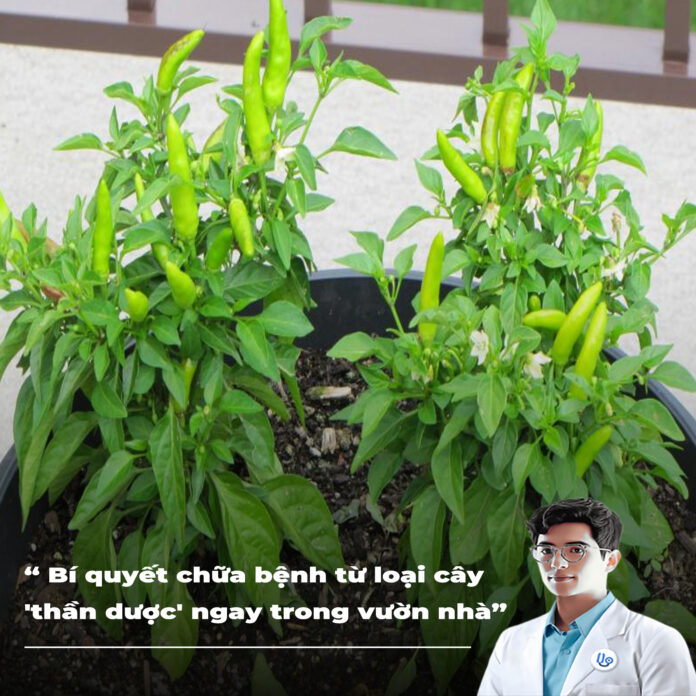 Bí quyết chữa bệnh từ loại cây 'thần dược' ngay trong vườn nhà