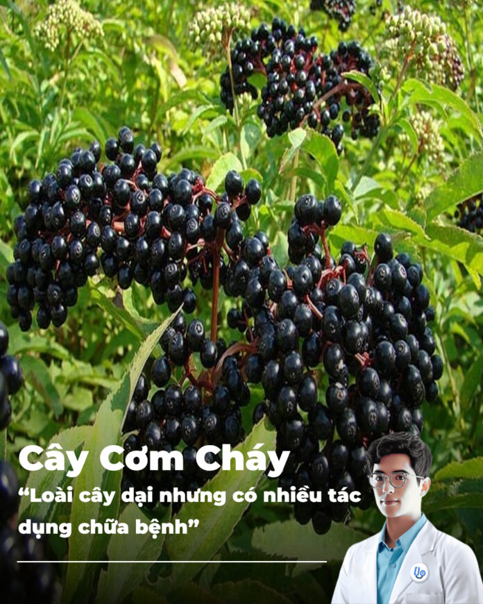 Cây cơm cháy