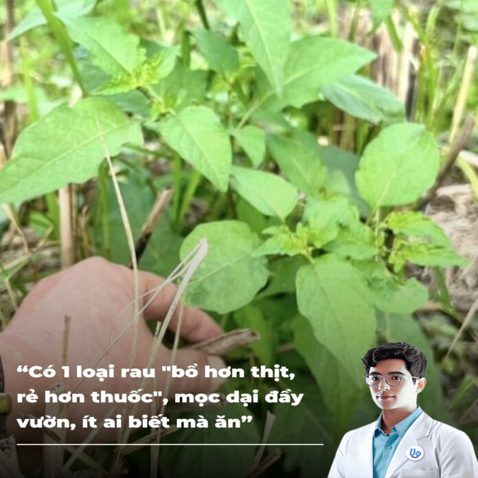 Có 1 loại rau bổ hơn thịt, rẻ hơn thuốc, mọc dại đầy vườn, ít ai biết mà ăn