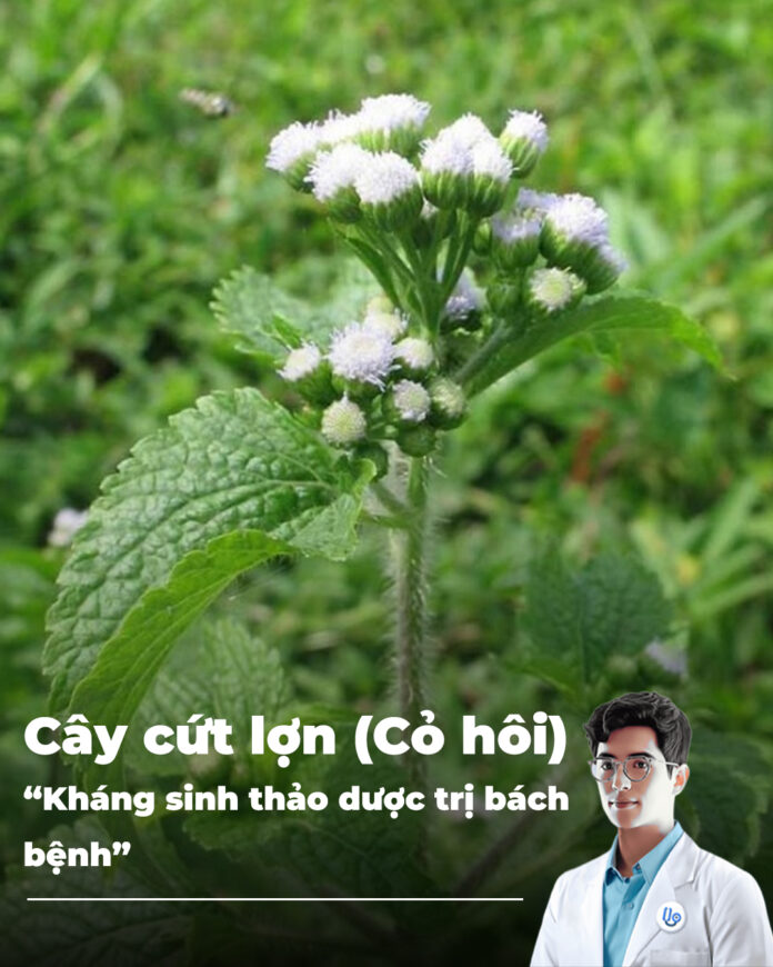 Dược liệu quý có nhiều tác dụng với sức khỏe