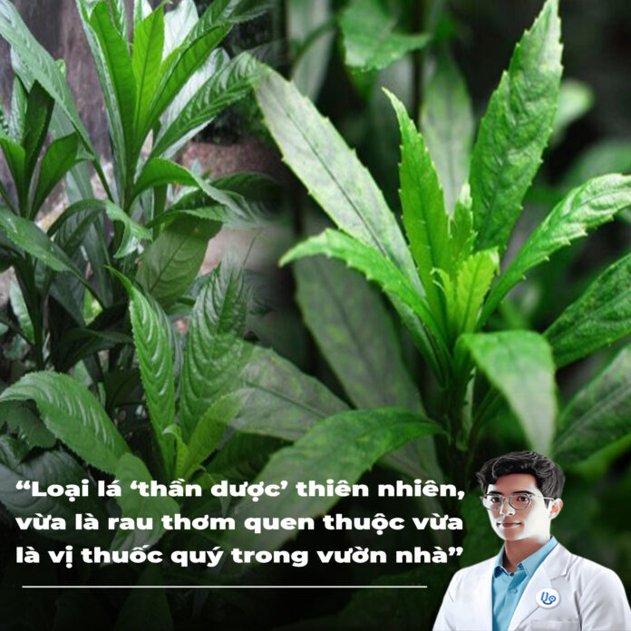 Loại lá ‘thần dược’ thiên nhiên, vừa là rau thơm quen thuộc vừa là vị thuốc quý trong vườn nhà