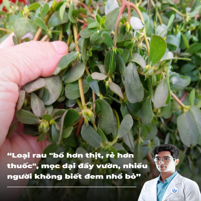 Loại rau bổ hơn thịt, rẻ hơn thuốc, mọc dại đầy vườn, nhiều người không biết đem nhổ bỏ