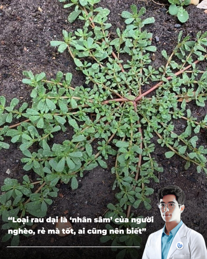 Loại rau dại là ‘nhân sâm’ của người nghèo, rẻ mà tốt, ai cũng nên biết