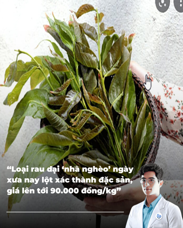 Loại rau dại ‘nhà nghèo’ ngày xưa nay lột xác thành đặc sản, giá lên tới 90.000 đồngkg