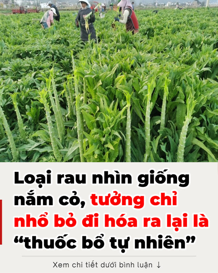 Loại rau nhìn giống nắm cỏ, tưởng chỉ nhổ bỏ đi hóa lại là “thuốc bổ tự nhiên”