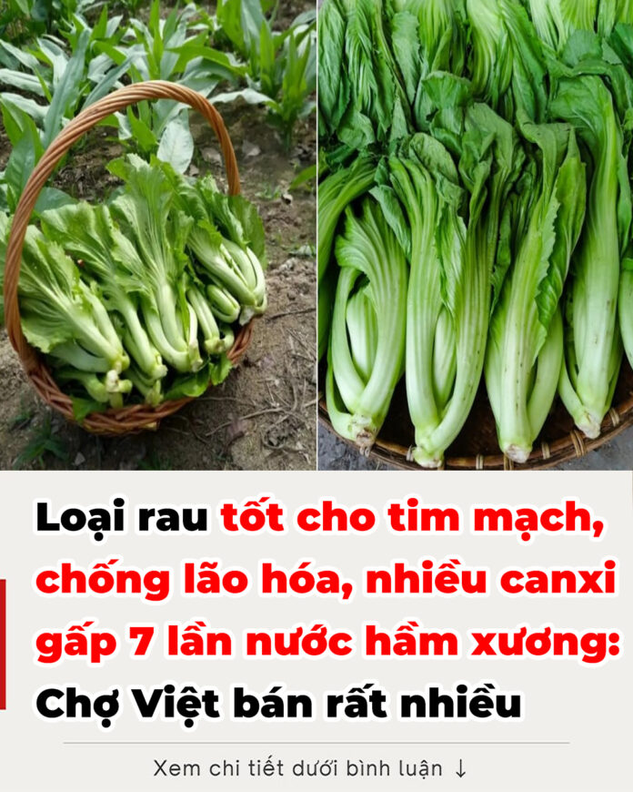 Loại rau tốt cho tim mạch, chống lão hóa, nhiều canxi gấp 7 lần nước hầm xương Chợ Việt bán rất nhiều