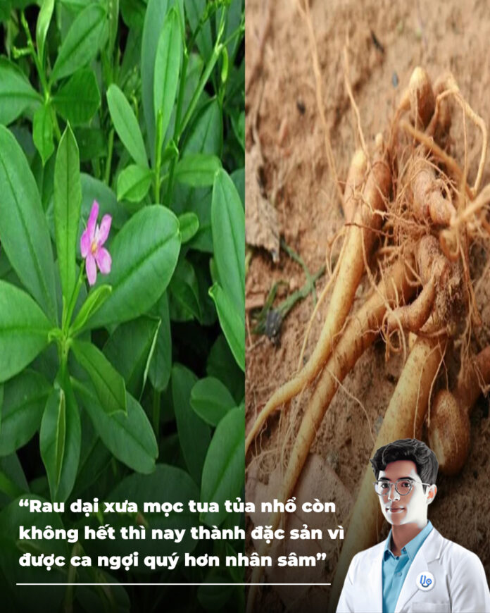 Rau dại xưa mọc tua tủa nhổ còn không hết thì nay thành đặc sản vì được ca ngợi quý nhân sâm