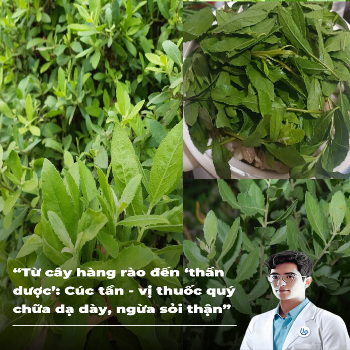Từ cây hàng rào đến ‘thần dược’ Cúc tần - vị thuốc quý chữa dạ dày, ngừa sỏi thận