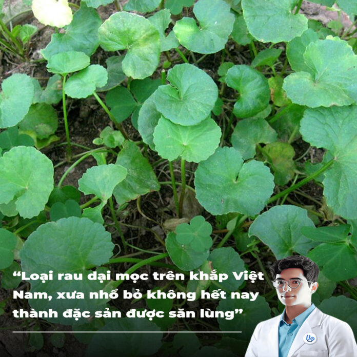 loại rau dại mọc trên khắp Việt Nam, xưa nhổ bỏ không hết nay thành đặc sản được săn lùng