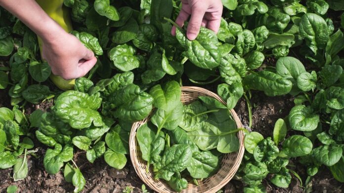 loai-rau-sieu-bo-duong-tu-la-den